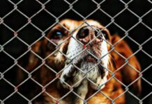 Auch Stadt Breuberg kündigt Vertrag mit Tierheim Würzberg – Neuer Partner in Münster-Breitefeld