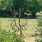 Trockenheit gefährdet die Natur – was geschieht im Odenwald?