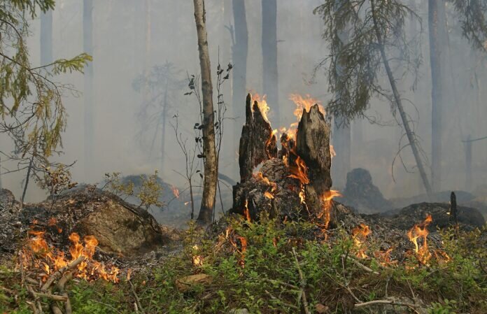 forest-fire-gf18b4d515_1920