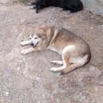 Minni und Blondy – zwei Hündinnen – suchen neues Zuhause