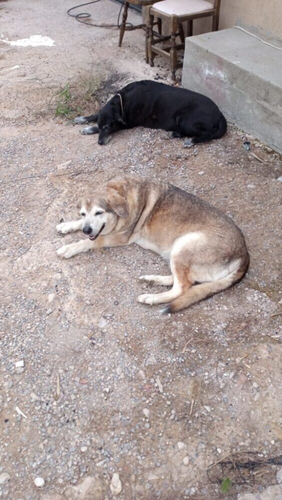 Minni und Blondy – zwei Hündinnen – suchen neues Zuhause - Odenwälder ...