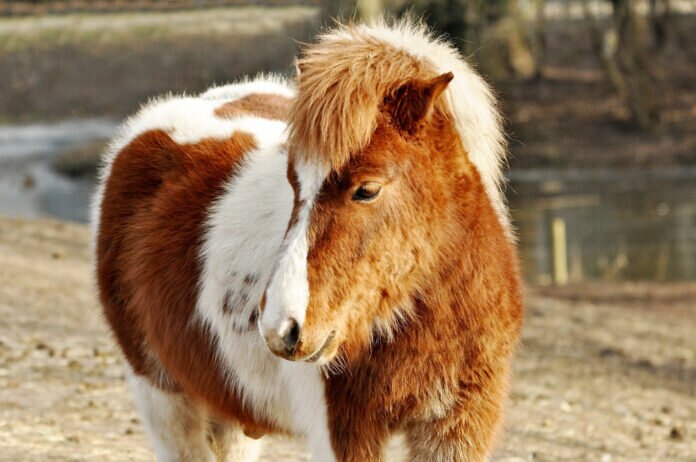 shetland-pony-gd706a0e01_1280