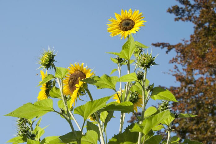 Sonnenblume