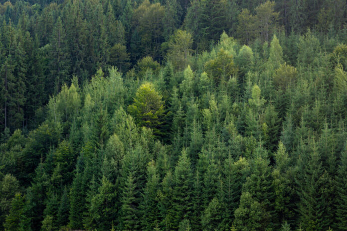 Dense evergreen hillside forest close view. Calm nature no people