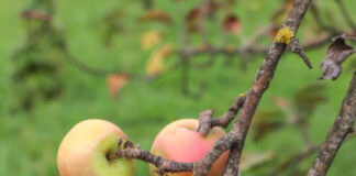 Bäume schneiden, Hochstämme pflegen