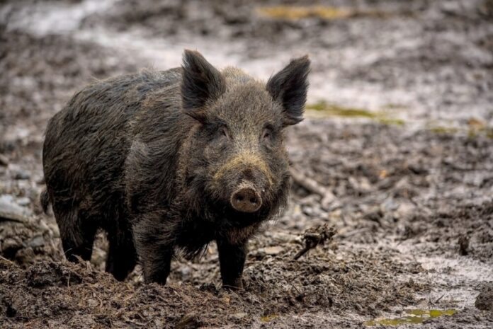 ambquinn-wild-boar-7800887