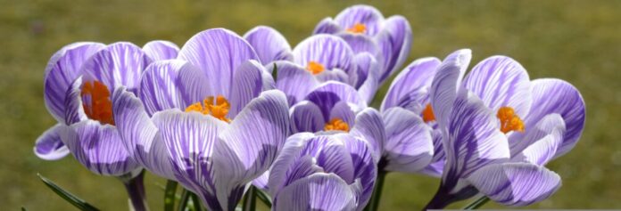anncapictures-crocus-2139773