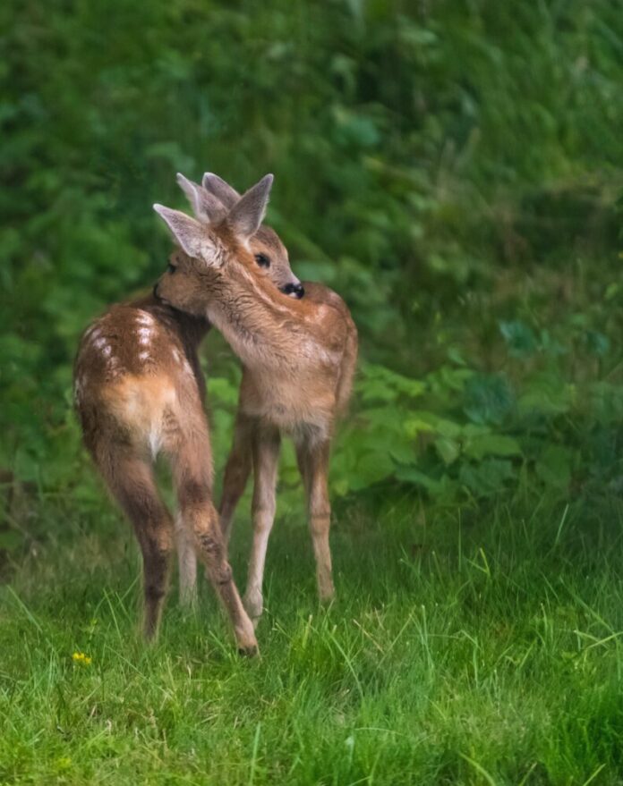 einarstorsul-deer-2494962