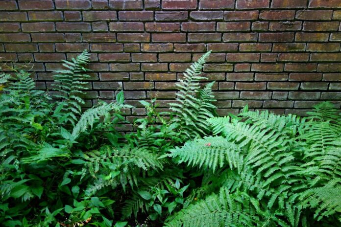 mabelamber-fern-1511278