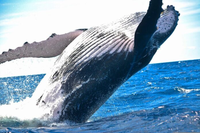 pexels-whale-1850235
