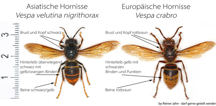 Vergleich Asiatische Hornisse-Europäische Hornisse, Abb. Reiner Jahn (1)