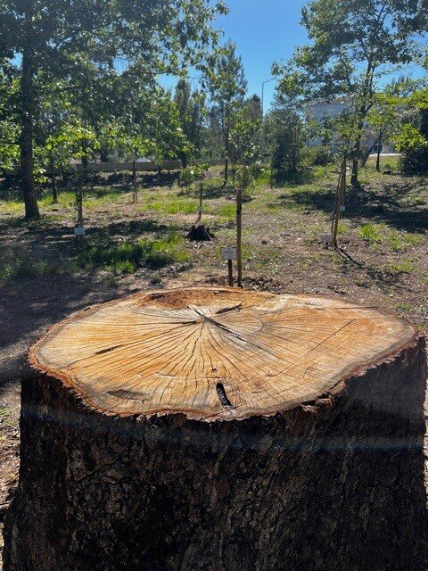 Wald Ansião