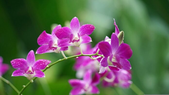 barni1-orchids-2137678