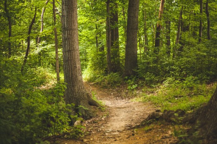 pexels-forest-1868028