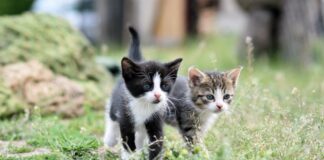 Schwere Vorwürfe wegen getöteter Katzen
