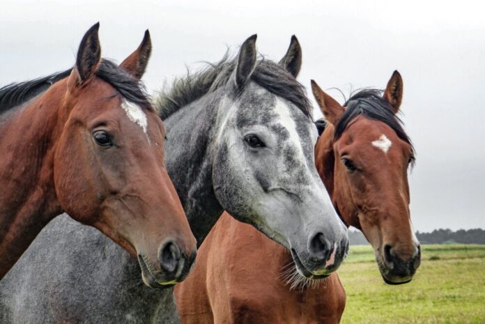 wolfblur-horses-1414889