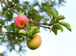 Obst retten – Aktion „Gelbes Band“