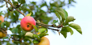 Obst retten – Aktion „Gelbes Band“