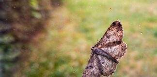 Mückenfallen machen Jagd auf die Falschen