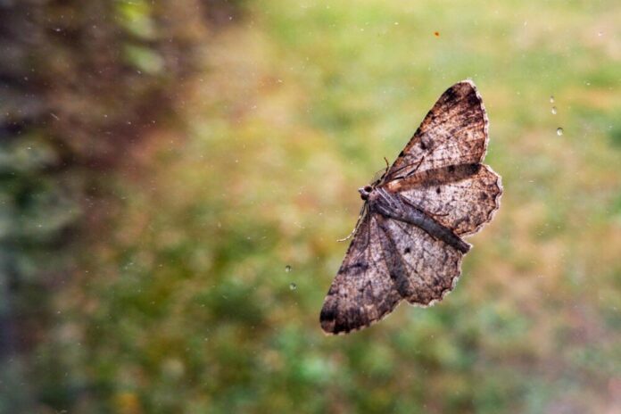 Schutz vor Insekten ohne UV-Lichtfallen